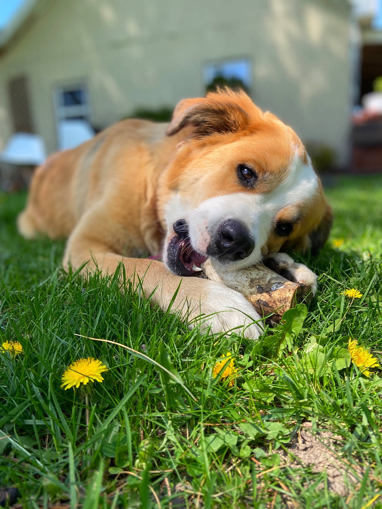 Maggie joined the competition — help win amazing prizes! carnivore, companion_dog, dog, dog_breed, fawn, flower, fur, garden, grass, grassland, herbaceous_plant, people_in_nature, petal, plant, snout, tail, whiskers, working_dog, yard