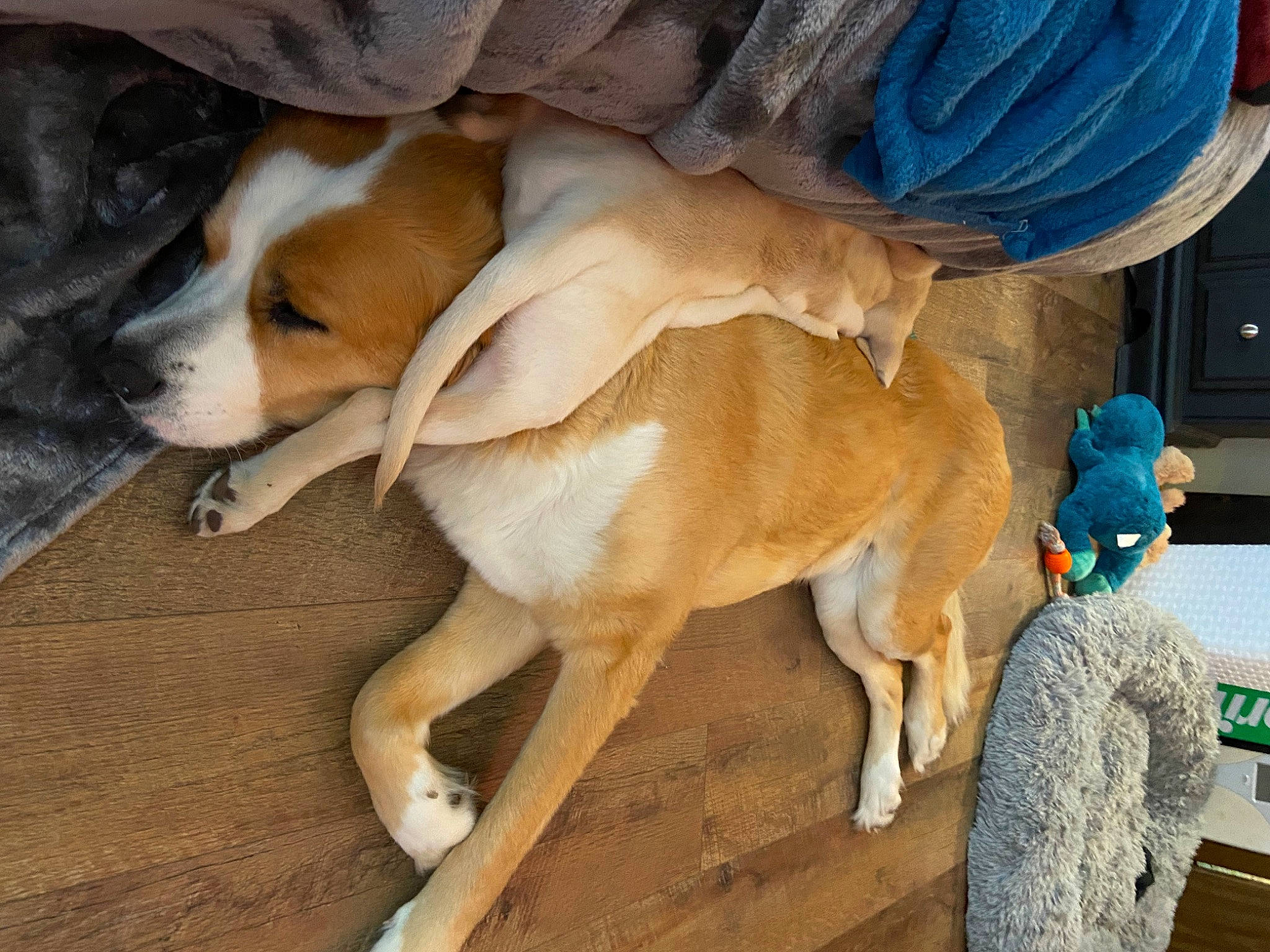 Maggie joined the competition — help win amazing prizes! ancient_dog_breeds, canidae, carnivore, comfort, companion_dog, dog, dog_breed, fawn, fur, hardwood, hat, non_sporting_group, pack_animal, paw, snout, sporting_group, street_dog, tail, wood, working_animal