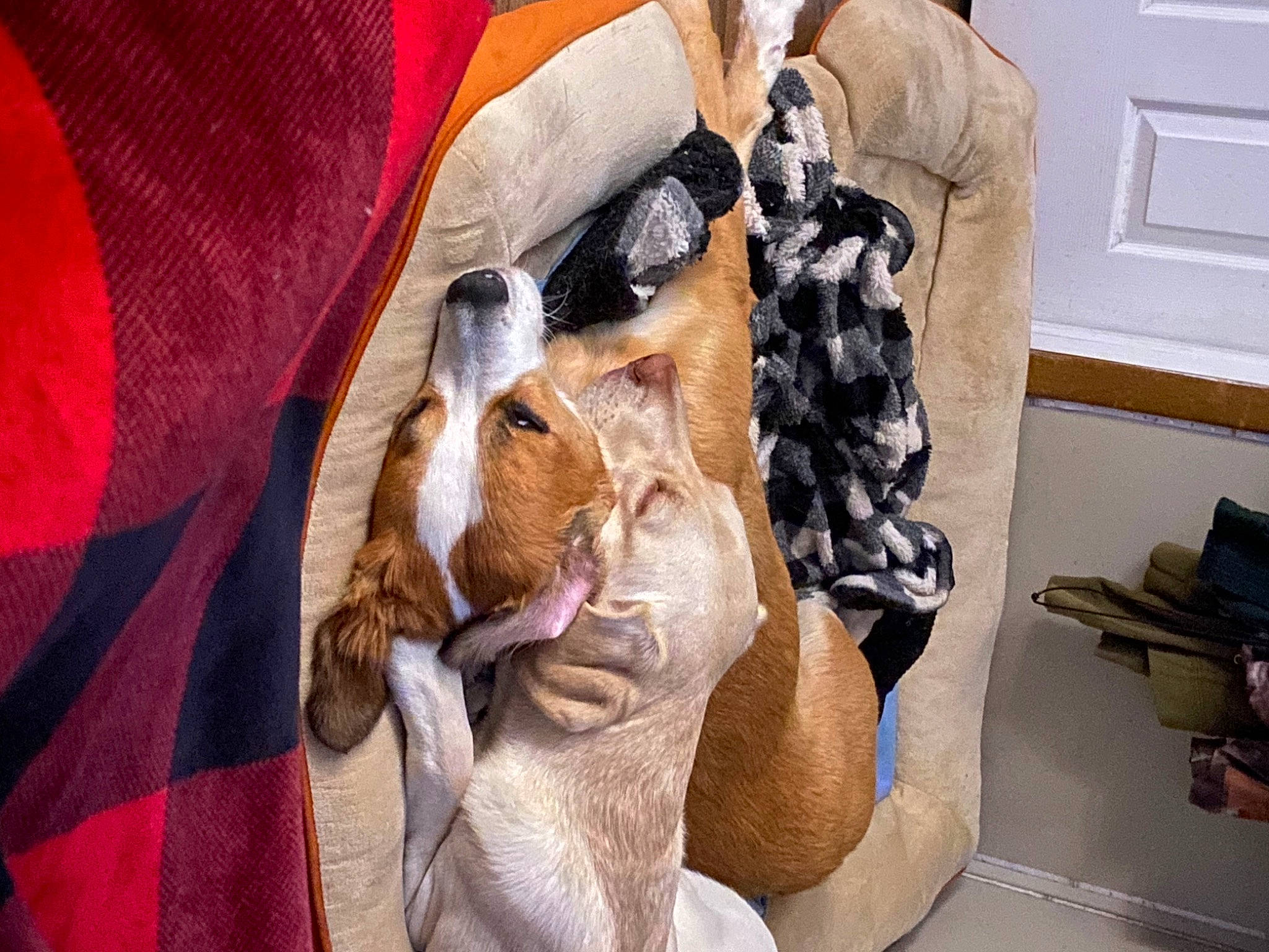 Maggie is registered to the contest to win money with this photo: art, bag, carmine, event, eyewear, fashion_accessory, fashion_design, fawn, felidae, fur, fur_clothing, human_leg, linens, luggage_and_bags, pattern, stuffed_toy, sunglasses, textile, visual_arts, whiskers