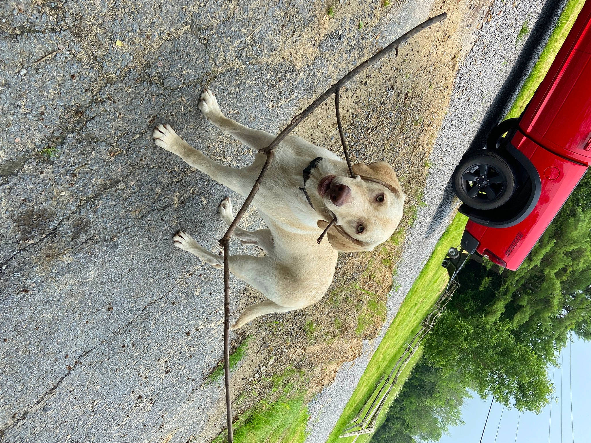 Django joined the competition — help win amazing prizes! asphalt, auto_part, automotive_exterior, automotive_tire, automotive_wheel_system, concrete, dog, grass, plant, road_surface, sky, soil, tire, tree, vehicle, vehicle_door, wheel, wood