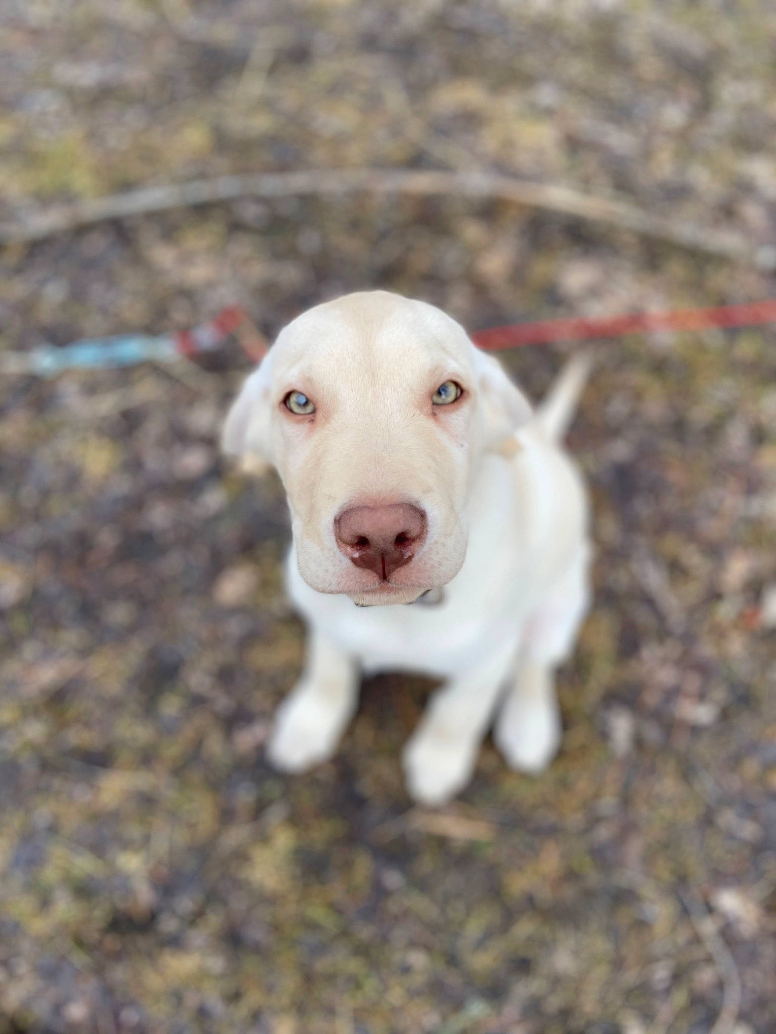 Django is registered to the contest to win money with this photo: canidae, carnivore, collar, companion_dog, dog, dog_breed, dog_collar, fawn, grass, non_sporting_group, paw, pet_supply, snout, soil, sporting_group, tail, terrestrial_animal, whiskers, wood, working_animal