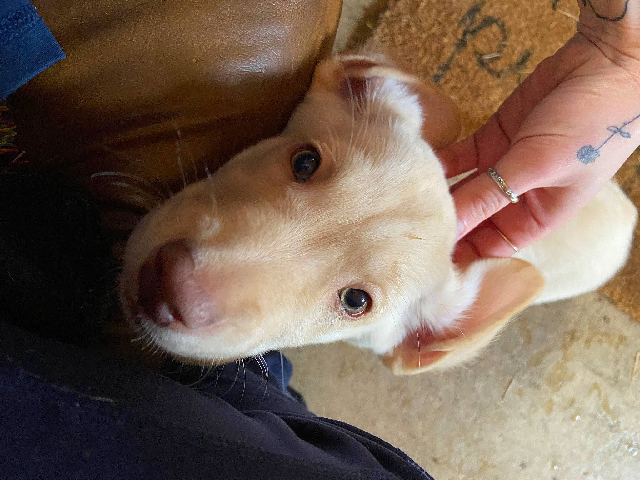 Django is registered to the contest to win money with this photo: canidae, companion_dog, dog, dog_breed, ear, fawn, fur, gesture, liver, musical_instrument, nail, non_sporting_group, paw, whiskers, working_animal