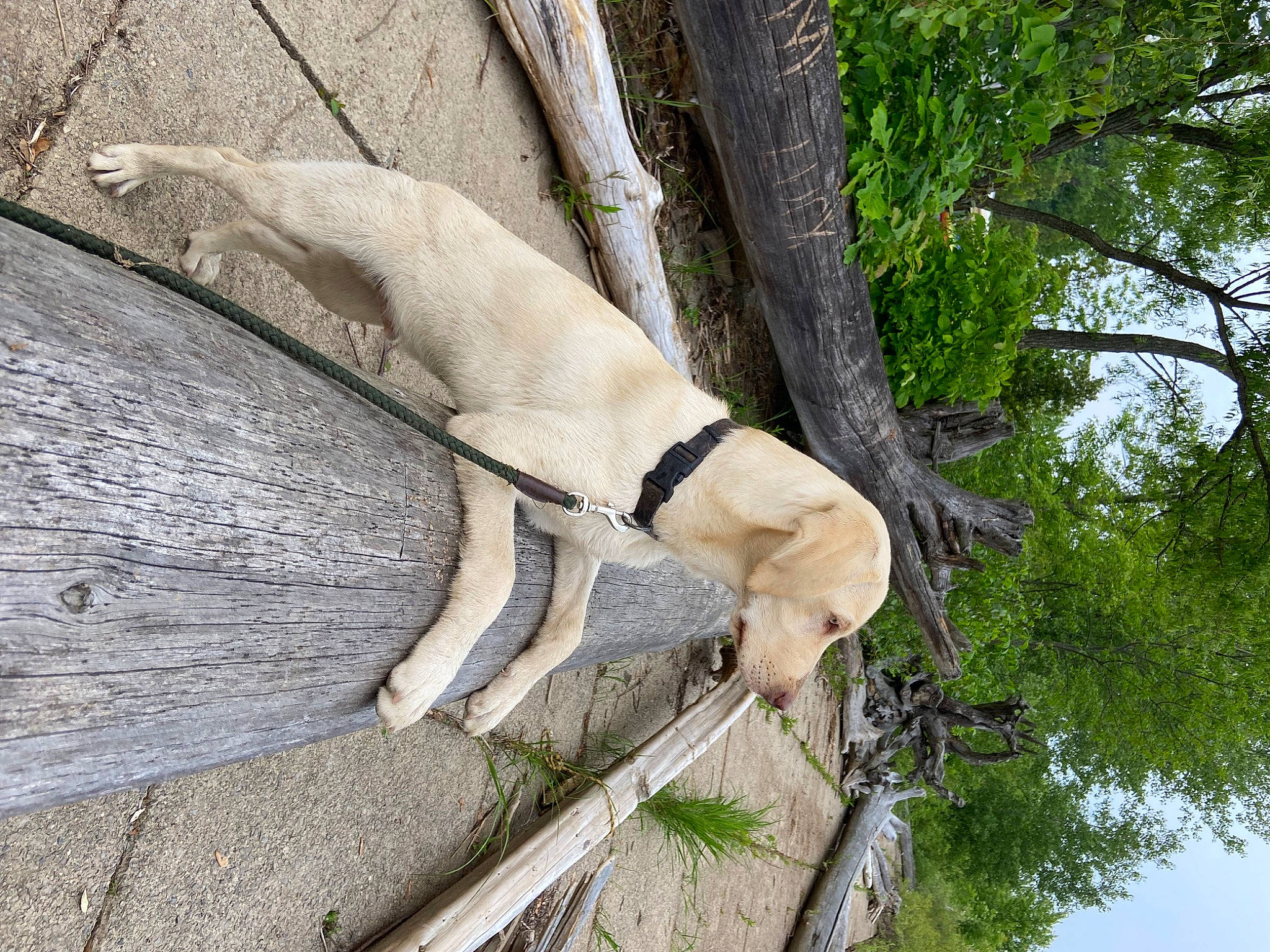 Django is registered to the contest to win money with this photo: canidae, carnivore, collar, companion_dog, curb, dog, dog_breed, dog_collar, fawn, non_sporting_group, plant, sky, snout, sporting_group, tail, terrestrial_animal, tree, wildlife, wood, working_animal