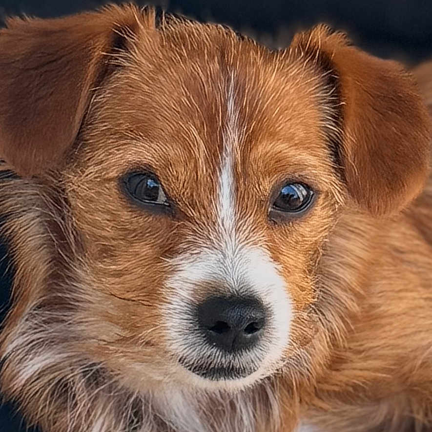 Paulo participe au concours pour gagner de l'argent avec cette photo : airedale, animal, beagle, canine, chair, cockerspaniel, collie, couch, dog, furniture, goldenretriever, hound, papillon, pet, poodle, puppy, snout, terrier