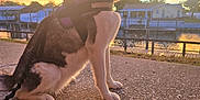 Misty is registered to the contest to win money with this photo: dog, husky, sunset, outdoor, water, pavement, leash, harness, sky, tree, house, fence, reflection, nature, animal, pet, silhouette, evening, calm, scenic