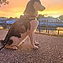 dog, husky, sunset, outdoor, water, pavement, leash, harness, sky, tree, house, fence, reflection, nature, animal, pet, silhouette, evening, calm, scenic