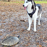 Misty joined the competition — help win amazing prizes! dog, husky, turtle, outdoor, nature, leaf_litter, ground, animal, pet, curious, fence, tree, grass, daylight, mammal, reptile, canine, slow_moving, black_harness, tongue_out