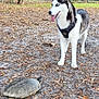 dog, husky, turtle, outdoor, nature, leaf_litter, ground, animal, pet, curious, fence, tree, grass, daylight, mammal, reptile, canine, slow_moving, black_harness, tongue_out