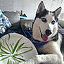 Misty is registered to the contest to win money with this photo: dog, siberian_husky, blue_eyes, paw, paper_plate, bandana, tongue_out, indoor, couch, blanket, living_room, pet, fur, face, animal, happy, portrait, resting, domestic, cute