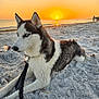 Misty joined the competition — help win amazing prizes! dog, husky, beach, sunset, sand, sea, leash, animal, pet, outdoor, nature, sky, sun, water, canine, relaxing, landscape, twilight, evening, calm