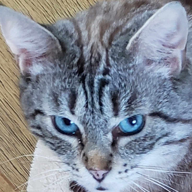 Stina a rejoint le concours — aidez-le/la à gagner de superbes lots ! animal, blue_eyes, cat, close_up, cute, domestic_cat, ears, face, feline, fur, head, indoor, looking, mammal, nose, pet, portrait, striped_fur, whiskers, wood_floor