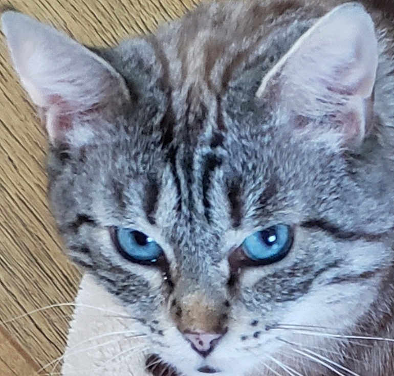 Stina a rejoint le concours — aidez-le/la à gagner de superbes lots ! animal, blue_eyes, cat, close_up, cute, domestic_cat, ears, face, feline, fur, head, indoor, looking, mammal, nose, pet, portrait, striped_fur, whiskers, wood_floor
