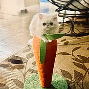 Apollo is registered to the contest to win money with this photo: cat, kitten, scratching_post, carrot_shaped, orange, green, fluffy, indoor, furniture, carpet, floor, pet, cute, animal, home, wicker_chair, decor, cozy, small, white