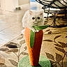 cat, kitten, scratching_post, carrot_shaped, orange, green, fluffy, indoor, furniture, carpet, floor, pet, cute, animal, home, wicker_chair, decor, cozy, small, white