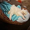 Apollo joined the competition — help win amazing prizes! kitten, cat, sleeping, basket, blanket, cozy, fluffy, pet, indoor, cute, resting, fur, animal, paw, soft, domestic, relaxed, home, comfort, blue_blanket