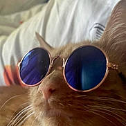 Toulouse Juarez is registered to the contest to win money with this photo: animal, bed, cat, chill, closeup, cool, cute, domestic_animal, ears, face, feline, indoor, nose, orange_tabby, pet, pillow, portrait, relaxing, sunglasses, whiskers