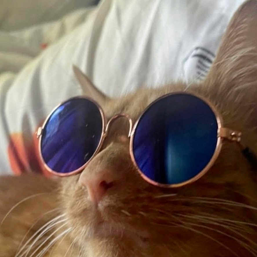 Toulouse Juarez is registered to the contest to win money with this photo: animal, bed, cat, chill, closeup, cool, cute, domestic_animal, ears, face, feline, indoor, nose, orange_tabby, pet, pillow, portrait, relaxing, sunglasses, whiskers