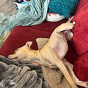 Apple Juice is registered to the contest to win money with this photo: dog, sleeping, couch, blanket, red_couch, relaxed, indoor, pet, stretching, cozy, pillow, fur, canine, home, comfort, resting, nap, living_room, furniture, blanket_texture