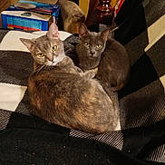Mama And Little Baby joined the competition — help win amazing prizes! abyssinian, animal, blanket, box, boy, cat, chair, child, couch, cushion, furniture, homedecor, indoors, kitten, linen, male, manx, person, pet, shelf