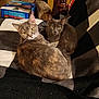 abyssinian, animal, blanket, box, boy, cat, chair, child, couch, cushion, furniture, homedecor, indoors, kitten, linen, male, manx, person, pet, shelf