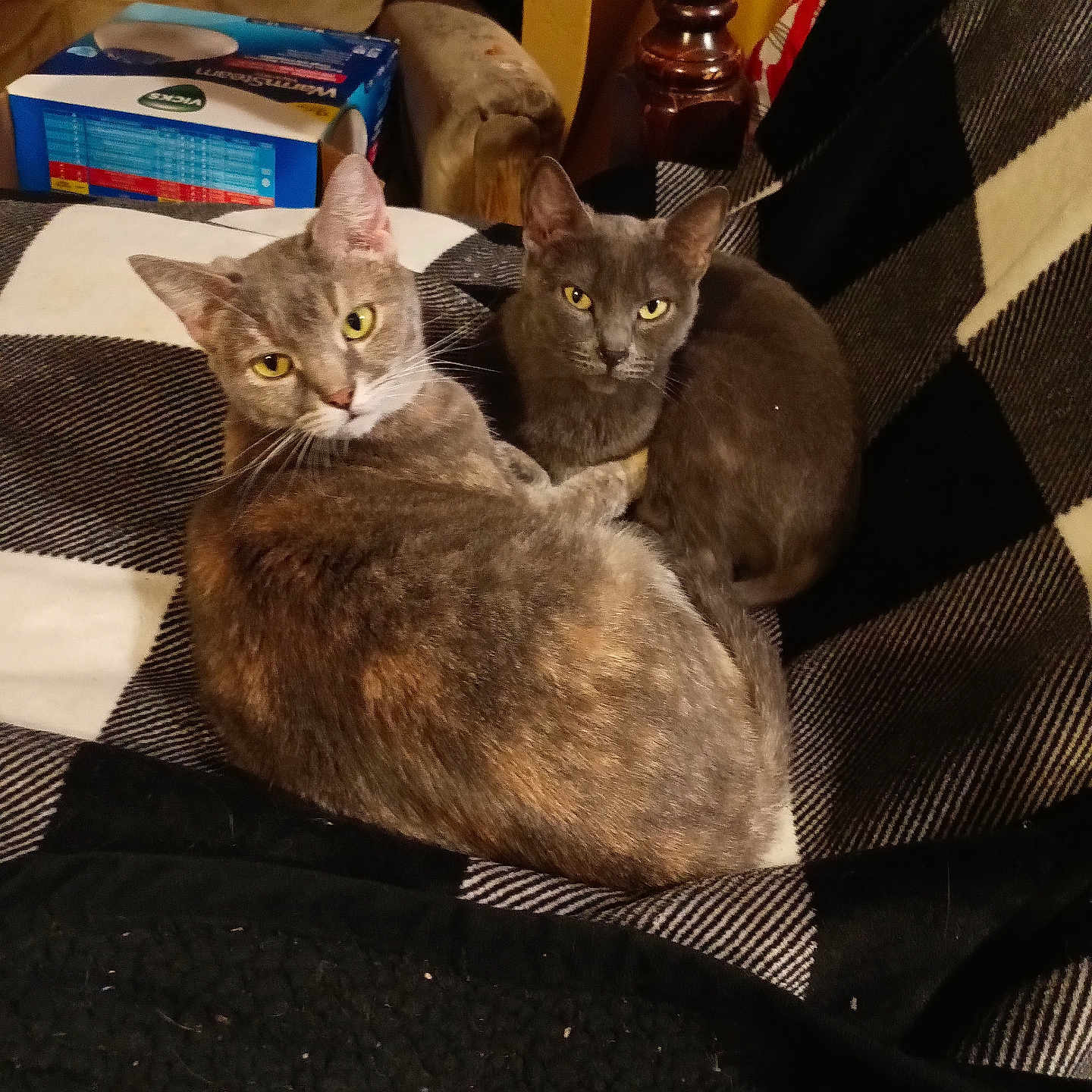 Mama And Little Baby joined the competition — help win amazing prizes! abyssinian, animal, blanket, box, boy, cat, chair, child, couch, cushion, furniture, homedecor, indoors, kitten, linen, male, manx, person, pet, shelf