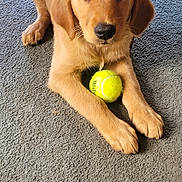 Cooper is registered to the contest to win money with this photo: adorable, animal, carpet, companion, cute, dog, domestic, floor, fur, golden_retriever, indoor, looking, paw, pet, playful, puppy, resting, tennis_ball, wooden_chair, young