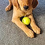 adorable, animal, carpet, companion, cute, dog, domestic, floor, fur, golden_retriever, indoor, looking, paw, pet, playful, puppy, resting, tennis_ball, wooden_chair, young