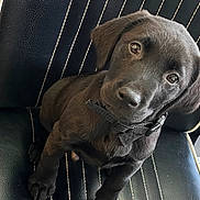 Derrick is registered to the contest to win money with this photo: animal, animal_portrait, black_dog, black_fur, canine, chair, close_up, collar, companion, cute, dog, domestic_animal, fur, indoor, leather_chair, looking_up, pet, puppy, sitting, young_dog