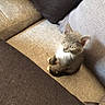 Opium participe au concours pour gagner de l'argent avec cette photo : carnivoran, cat, cat_like_mammal, fauna, floor, flooring, kitten, mammal, small_to_medium_sized_cats, whiskers, wood