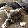 Opium participe au concours pour gagner de l'argent avec cette photo : carnivoran, cat, cat_like_mammal, domestic_short_haired_cat, fauna, fur, kitten, nap, paw, small_to_medium_sized_cats, snout, whiskers