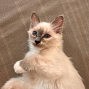 Yoko participe au concours pour gagner de l'argent avec cette photo : kitten, cat, blue_eyes, fluffy, fur, pet, animal, cute, relaxed, lying_down, whiskers, ears, paw, indoor, beige, texture, close_up, young, portrait, domestic_cat