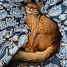 cat, sleeping, feline, cozy, blanket, patterned, resting, fur, tail, ears, whiskers, indoor, cute, pet, domestic_animal, comfort, relaxed, nap, animal, bed