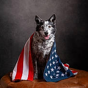 Maggie is registered to the contest to win money with this photo: american_flag, animal, background, black_and_white_dog, cute, dog, ears_up, flag, fur, happy, indoor, leather_ottoman, patriotic, pet, portrait, sitting, stars, stripes, studio, tongue_out