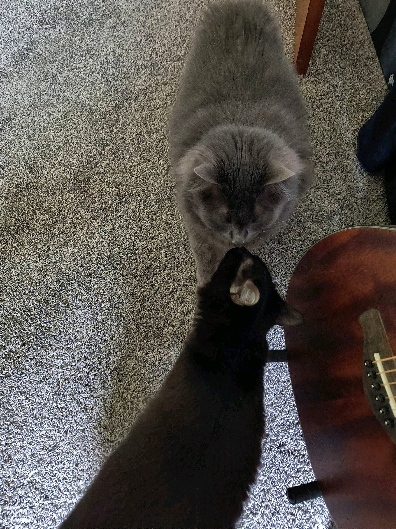 Junie And Pablo is registered to the contest to win money with this photo: carnivore, cat, comfort, domestic_short_haired_cat, fawn, felidae, flooring, fur, grey, human_leg, paw, sand, shadow, small_to_medium_sized_cats, snout, tail, terrestrial_animal, vertebrate, whiskers, wood