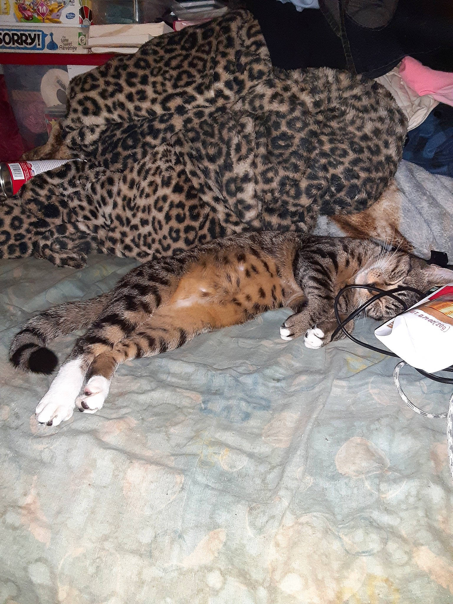 Gremlin is registered to the contest to win money with this photo: bengal, carnivore, cat, felidae, fur, mammal, savannah, small_to_medium_sized_cats, terrestrial_animal, vertebrate, whiskers, wild_cat, wildlife