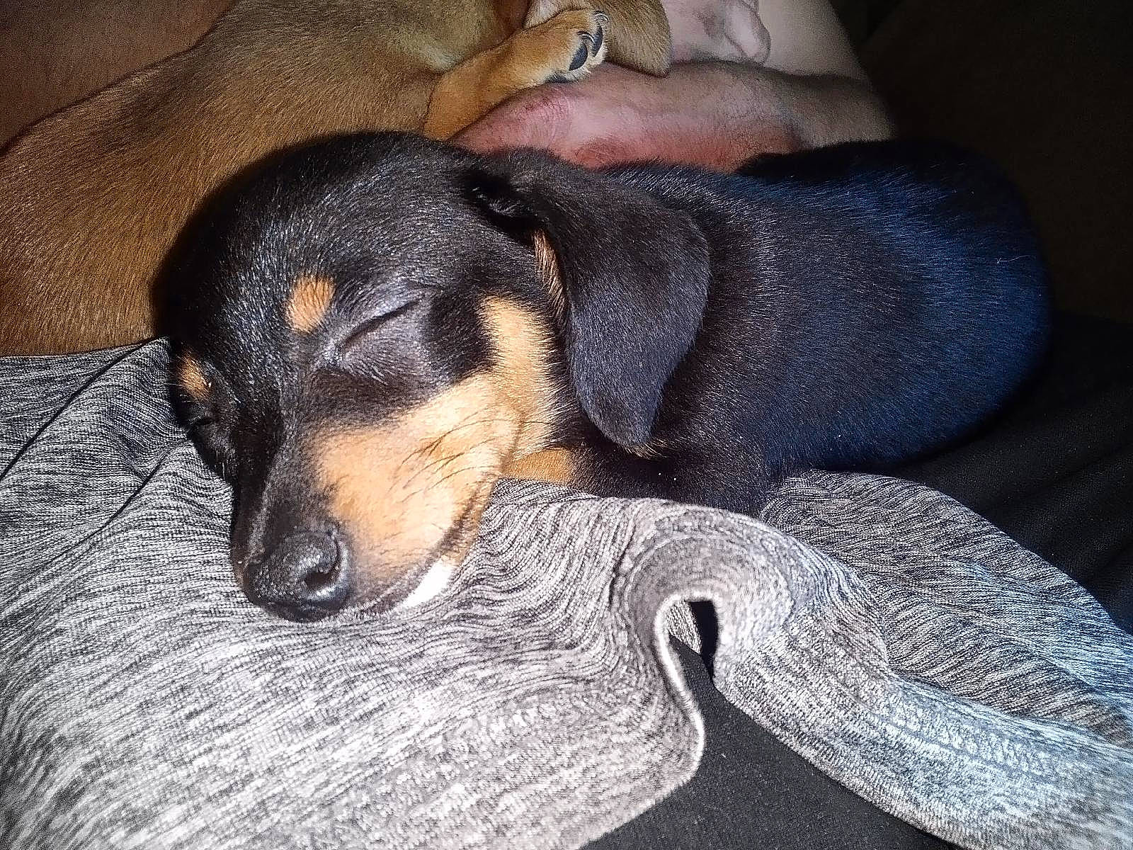 Mable joined the competition — help win amazing prizes! canidae, carnivore, comfort, companion_dog, dog, dog_breed, electric_blue, grey, guard_dog, hound, hunting_dog, paw, puppy, snout, sporting_group, terrestrial_animal, toy_dog, working_animal, working_dog