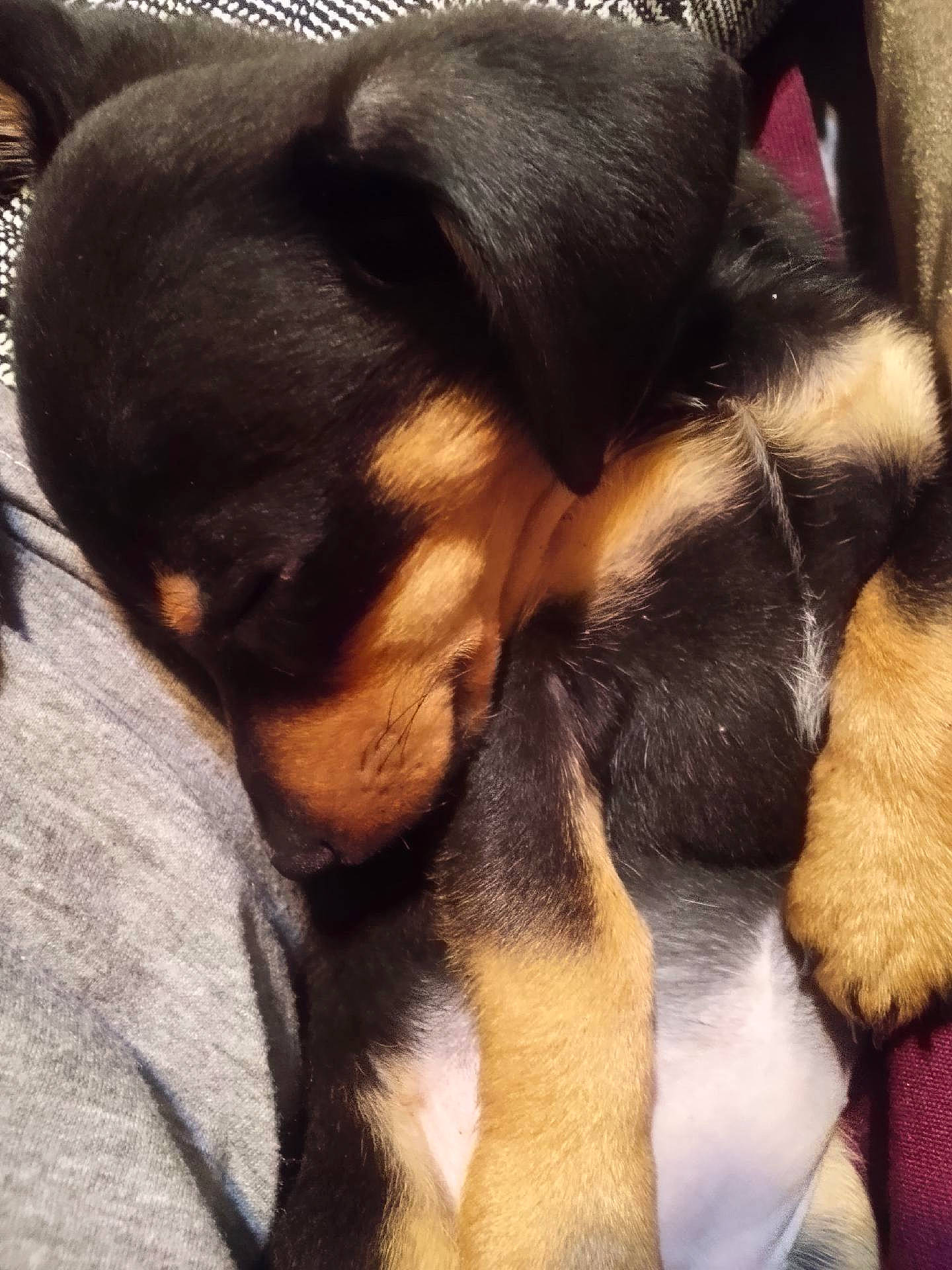 Mable is registered to the contest to win money with this photo: canidae, carnivore, claw, comfort, companion_dog, dog, dog_breed, ear, fur, heat, mammal, nap, paw, snout, sporting_group, tail, toy_dog, vertebrate, working_animal, working_dog