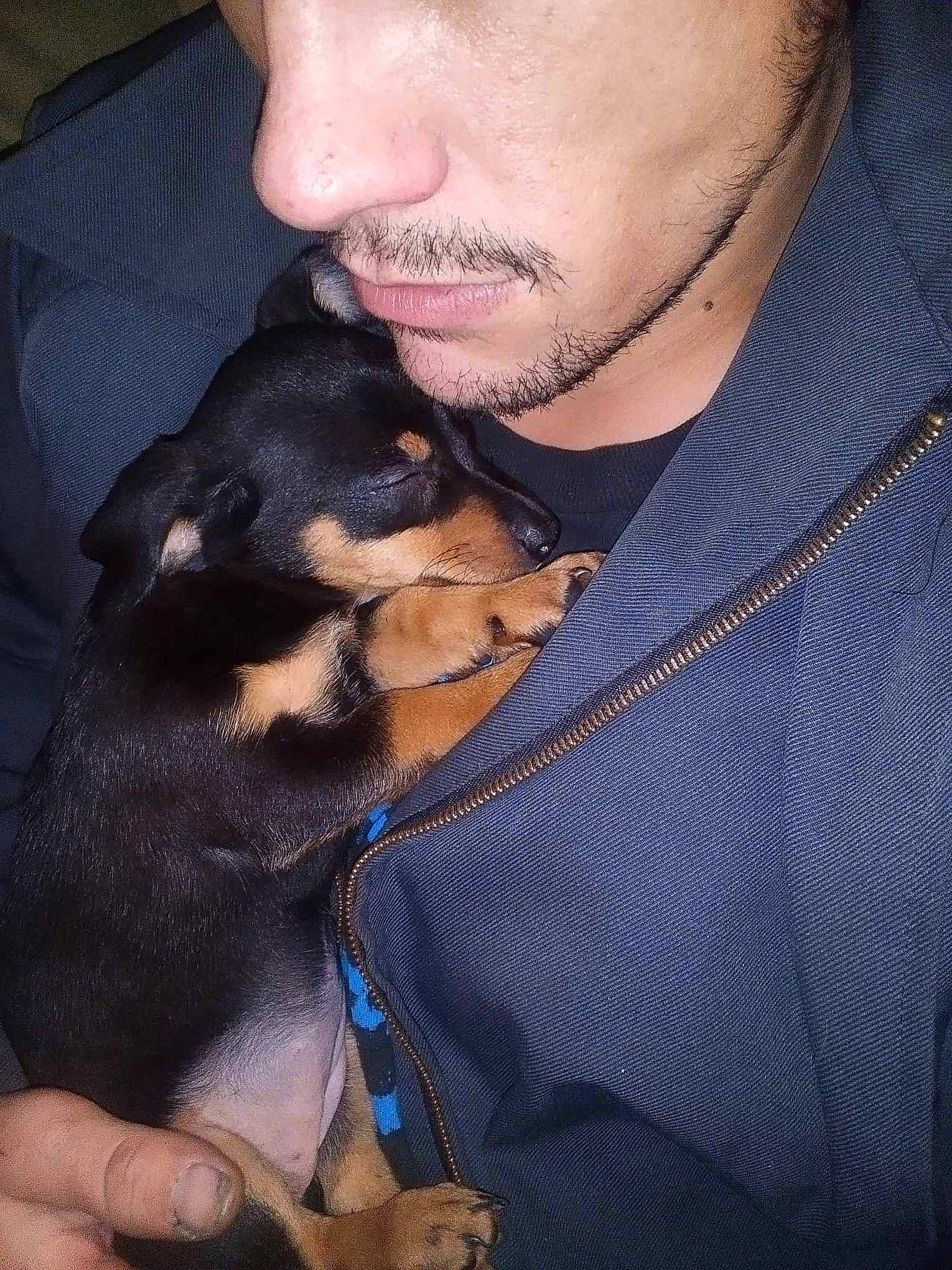 Mable is registered to the contest to win money with this photo: beard, carnivore, companion_dog, dog, dog_breed, ear, electric_blue, eyelash, facial_hair, fawn, finger, fur, gesture, hand, moustache, nail, prazsky_krysarik, sunglasses, thumb, toy_dog