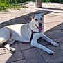 Cooper is registered to the contest to win money with this photo: dog, canine, pet, outdoor, sunlight, shadow, pavement, red_harness, tongue_out, relaxed, laying_down, happy, animal, summer, nature, greenery, fur, muzzle, ears, paws