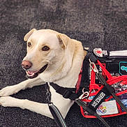 Cooper is registered to the contest to win money with this photo: dog, service_dog, harness, vest, patches, leash, carpet, lying_down, smiling, friendly, canine, animal, pet, working_dog, indoor, closeup, light_brown, white_fur, alert, obedient