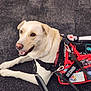 dog, service_dog, harness, vest, patches, leash, carpet, lying_down, smiling, friendly, canine, animal, pet, working_dog, indoor, closeup, light_brown, white_fur, alert, obedient