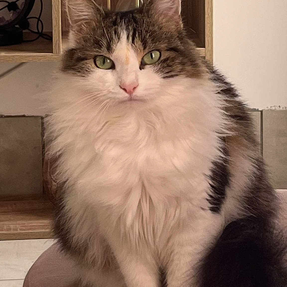 Choupette participe au concours pour gagner de l'argent avec cette photo : abyssinian, angora, animal, cat, egyptiancat, hardwood, kitten, manx, pet, stainedwood, wood