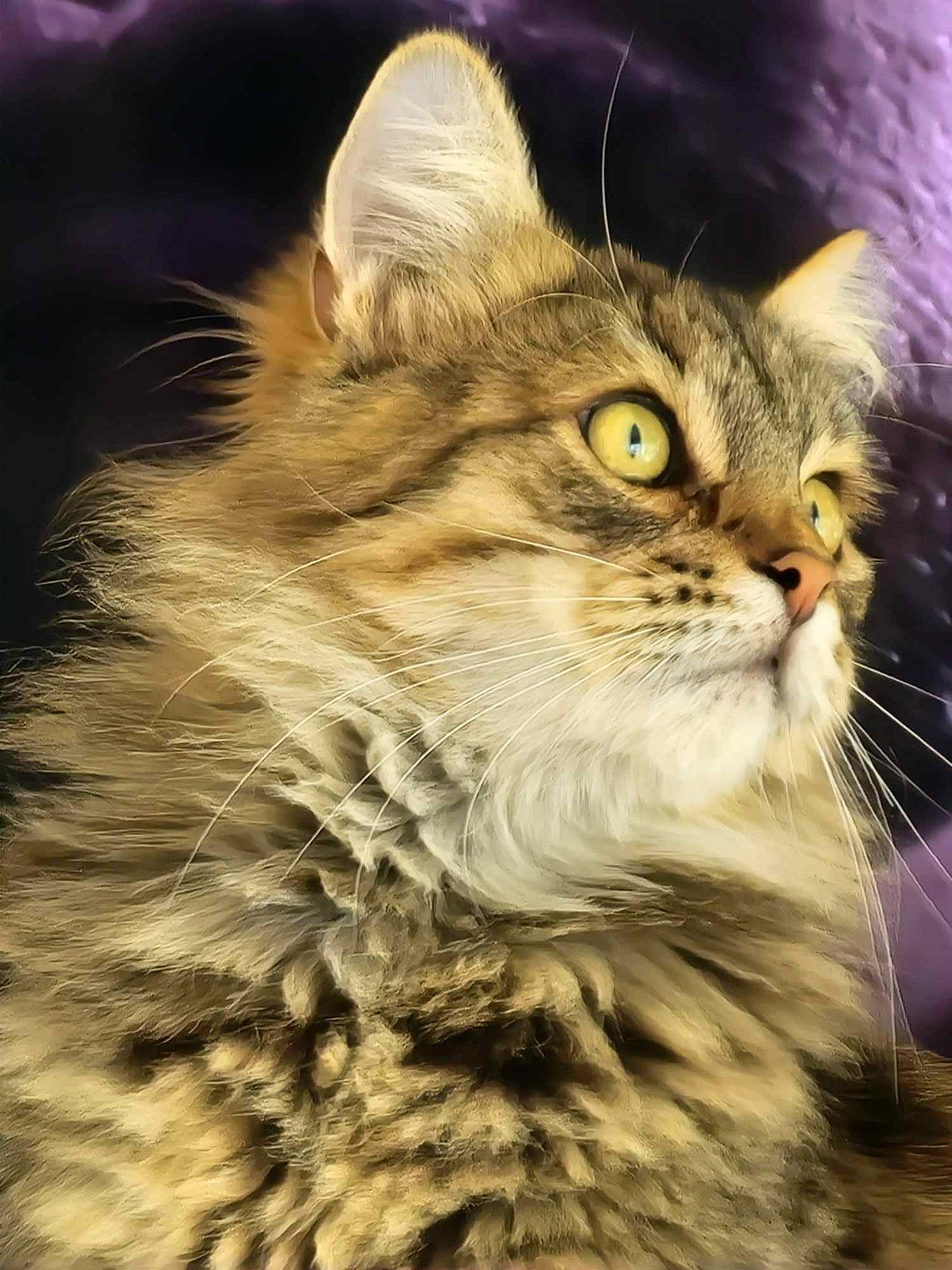 Meiko participe au concours pour gagner de l'argent avec cette photo : carnivore, cat, domestic_short_haired_cat, felidae, fur, grass, maine_coon, small_to_medium_sized_cats, snout, terrestrial_animal, whiskers, wildlife