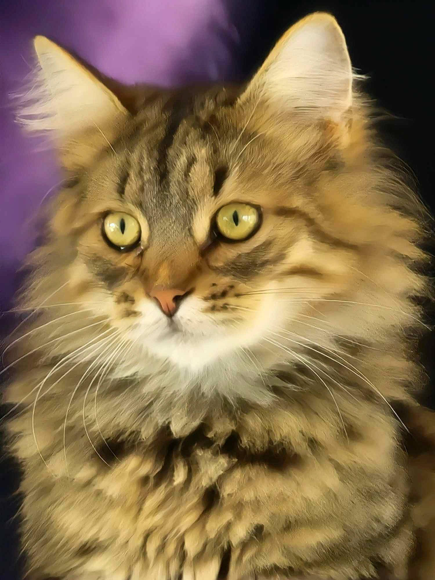 Meiko a rejoint le concours — aidez-le/la à gagner de superbes lots ! carnivore, cat, close_up, darkness, domestic_short_haired_cat, eye, felidae, fur, grass, hair, head, maine_coon, plant, small_to_medium_sized_cats, snout, terrestrial_animal, whiskers, wildlife, wood