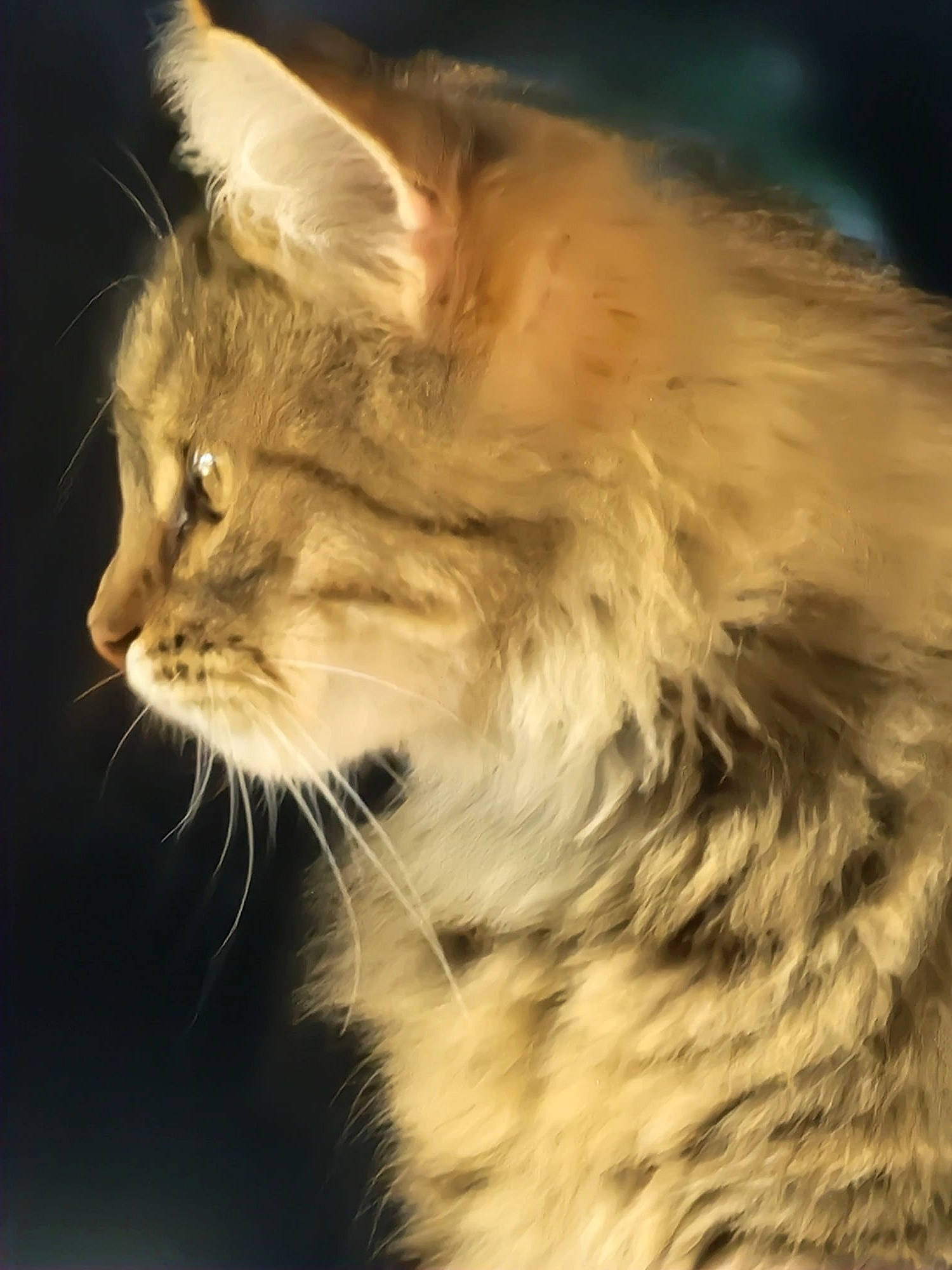 Meiko a rejoint le concours — aidez-le/la à gagner de superbes lots ! carnivore, cat, domestic_short_haired_cat, event, eye, fawn, felidae, fur, maine_coon, small_to_medium_sized_cats, snout, terrestrial_animal, whiskers, wildlife