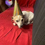 Leo participe au concours pour gagner de l'argent avec cette photo : dog, party_hat, red_couch, indoor, pet, small_dog, white_dog, brown_spots, resting, celebration, furniture, colorful_box, fabric_texture, animal, domestic, lying_down, cute, companion, relaxed, household