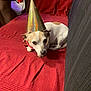 dog, party_hat, red_couch, indoor, pet, small_dog, white_dog, brown_spots, resting, celebration, furniture, colorful_box, fabric_texture, animal, domestic, lying_down, cute, companion, relaxed, household