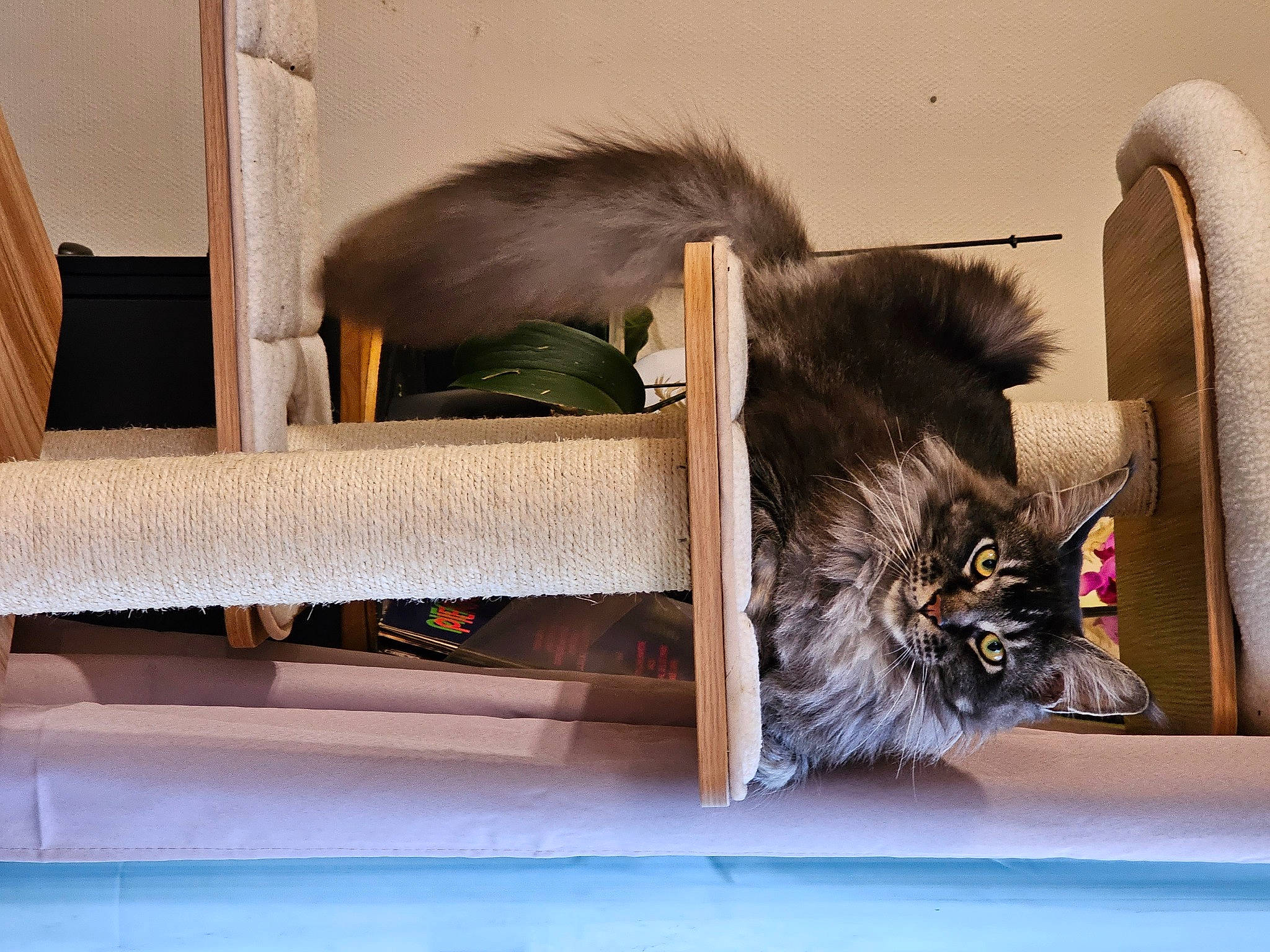 Triskel participe au concours pour gagner de l'argent avec cette photo : british_longhair, carnivore, cat, comfort, companion_dog, domestic_short_haired_cat, fawn, felidae, flooring, fur, hardwood, rectangle, room, sitting, small_to_medium_sized_cats, tail, tints_and_shades, whiskers, wood