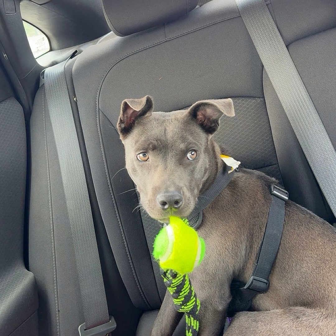 Bella is registered to the contest to win money with this photo: animal, backseat, canine, car_interior, daylight, dog, domestic_animal, gray_coat, harness, leisure, pet, playful, red_cloth, resting, seat, seatbelt, tennis_ball, toy, water_bottle, window