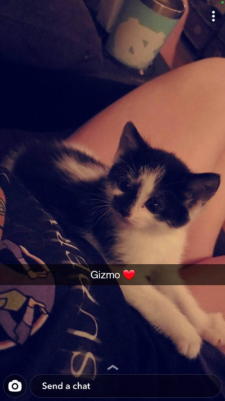 Gizmo